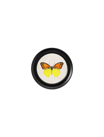 c.1835 Collection of Butterflies in Small Round Frames