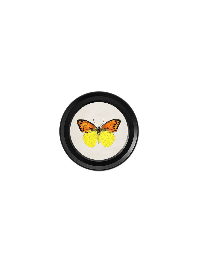 c.1835 Collection of Butterflies in Small Round Frames