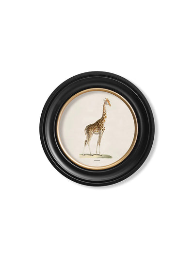 c. 1836 - Giraffe Round Frame