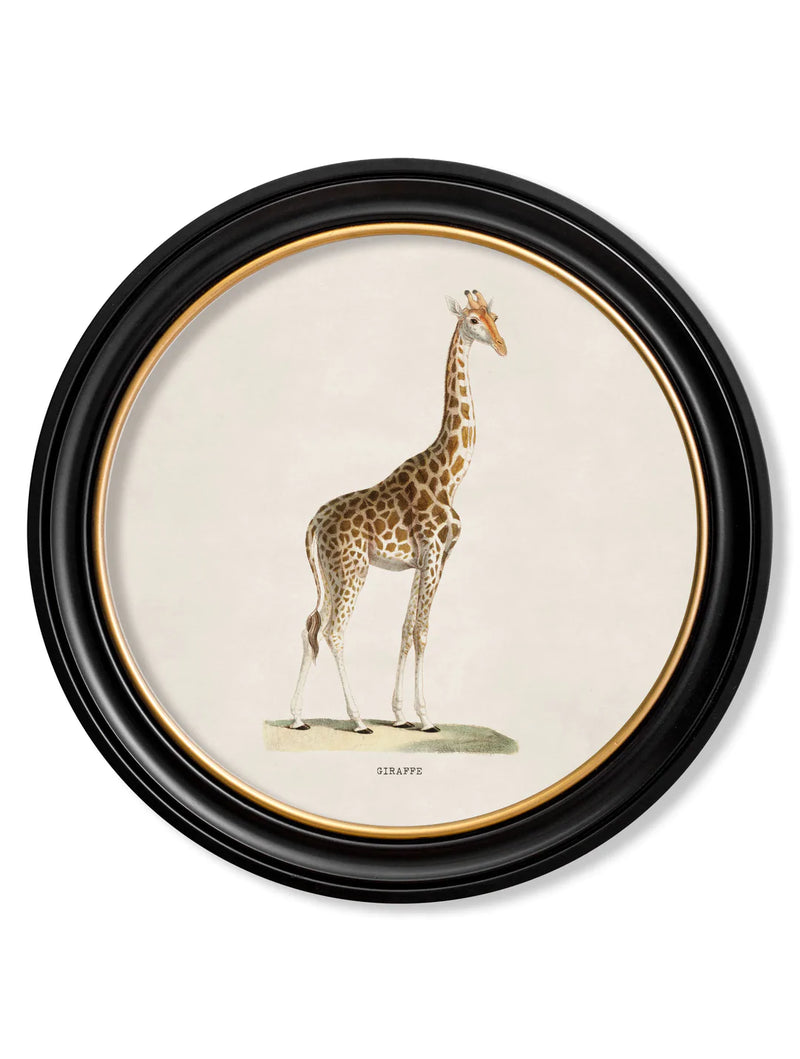 c. 1836 - Giraffe Round Frame