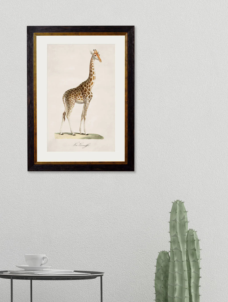 c. 1836 - Giraffe