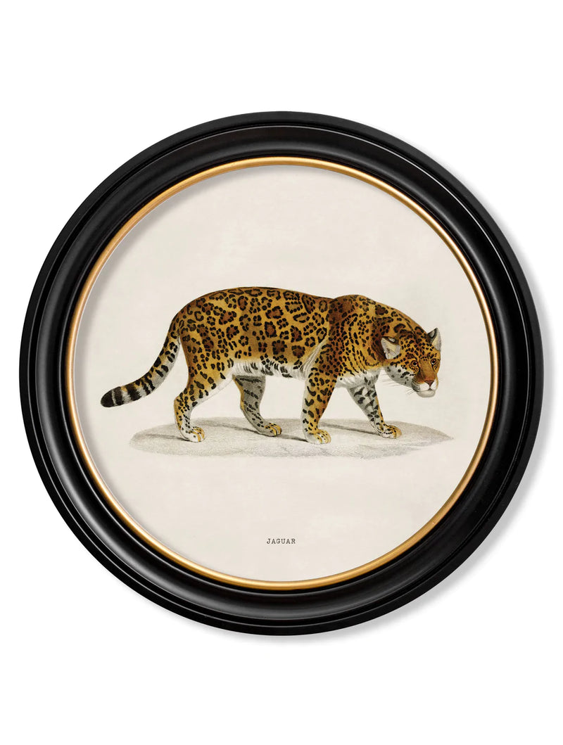 c. 1836 Jaguar - Round Frame