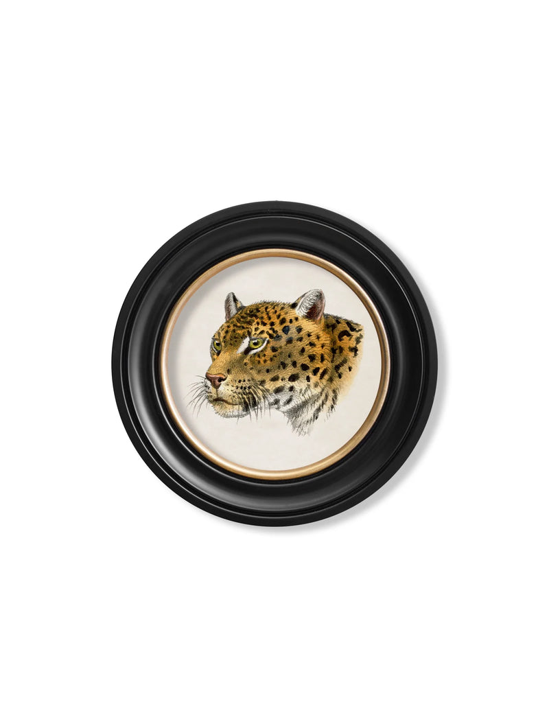 c. 1901 Leopards - Round Frame