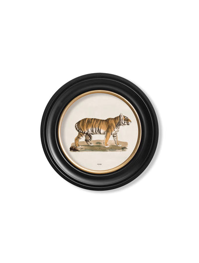 c. 1824 Tiger- Round Frame