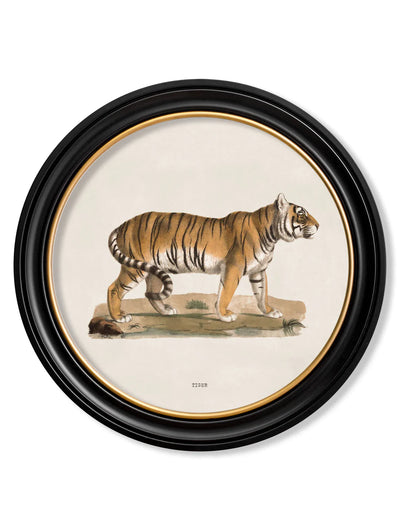 c. 1824 Tiger- Round Frame