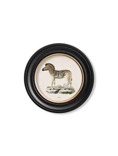 c. 1836 Zebra - Round Frame