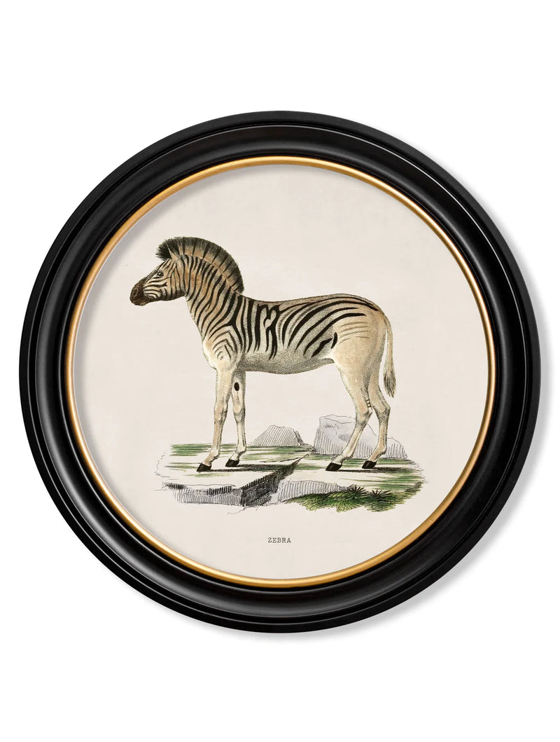 c. 1836 Zebra - Round Frame