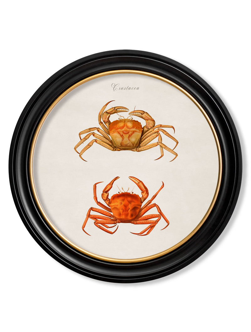 c.1876 Marine Animals in Round Frames – Haffertys