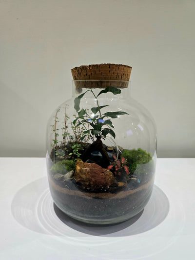 Earth Terrarium – Haffertys