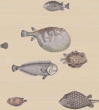 Acquario Wallpaper