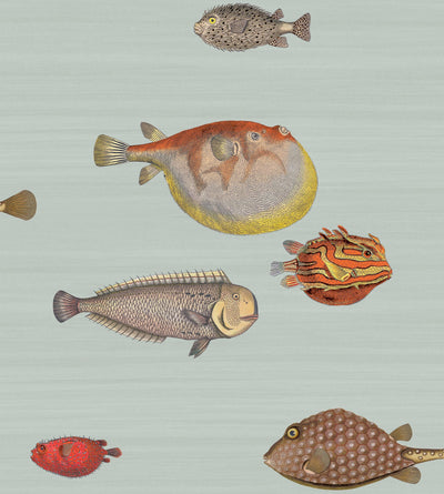 Acquario Wallpaper