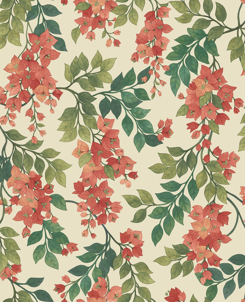 Bougainvillea Wallpaper