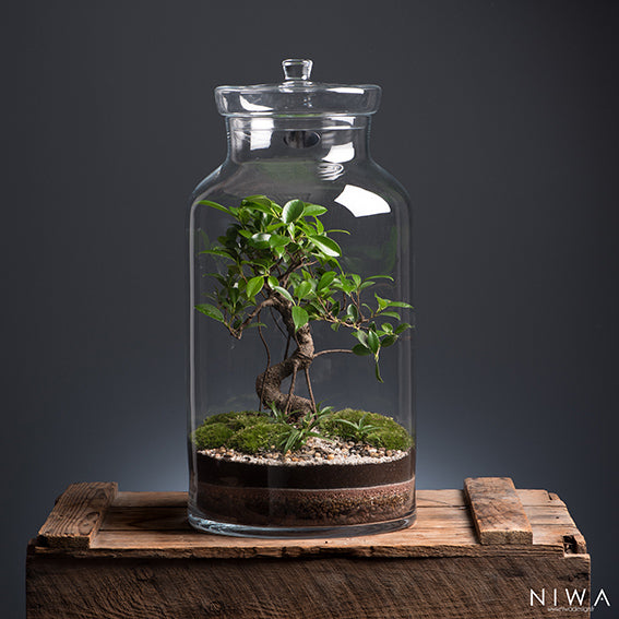 Capsule Terrarium