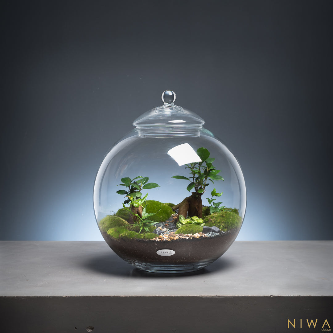 huabei plant terrarium Earth Terrarium – Haffertys