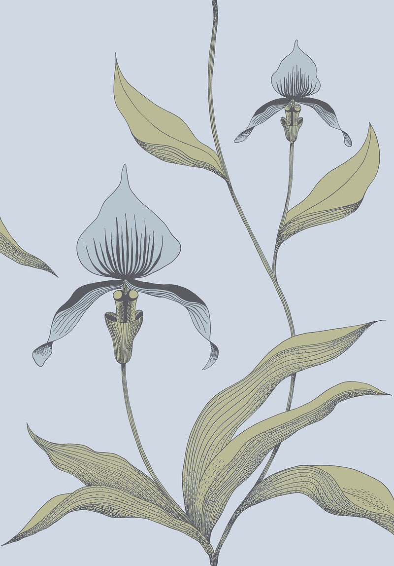 Orchid Wallpaper