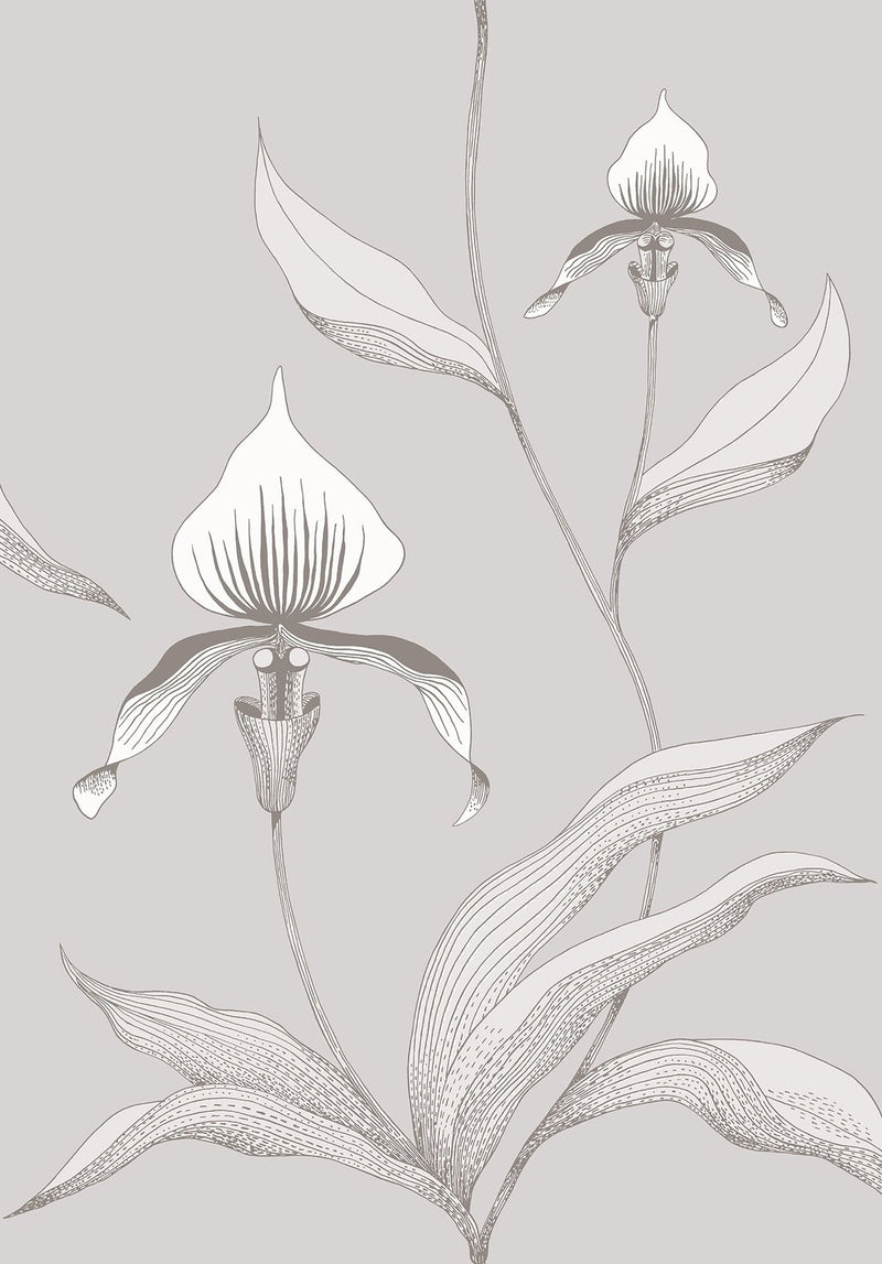 Orchid Wallpaper