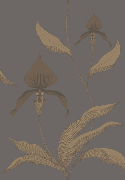 Orchid Wallpaper