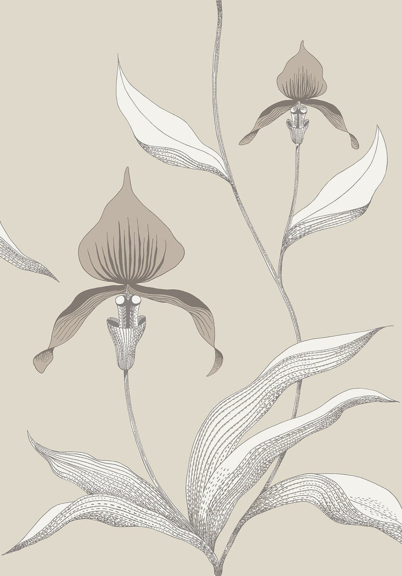 Orchid Wallpaper